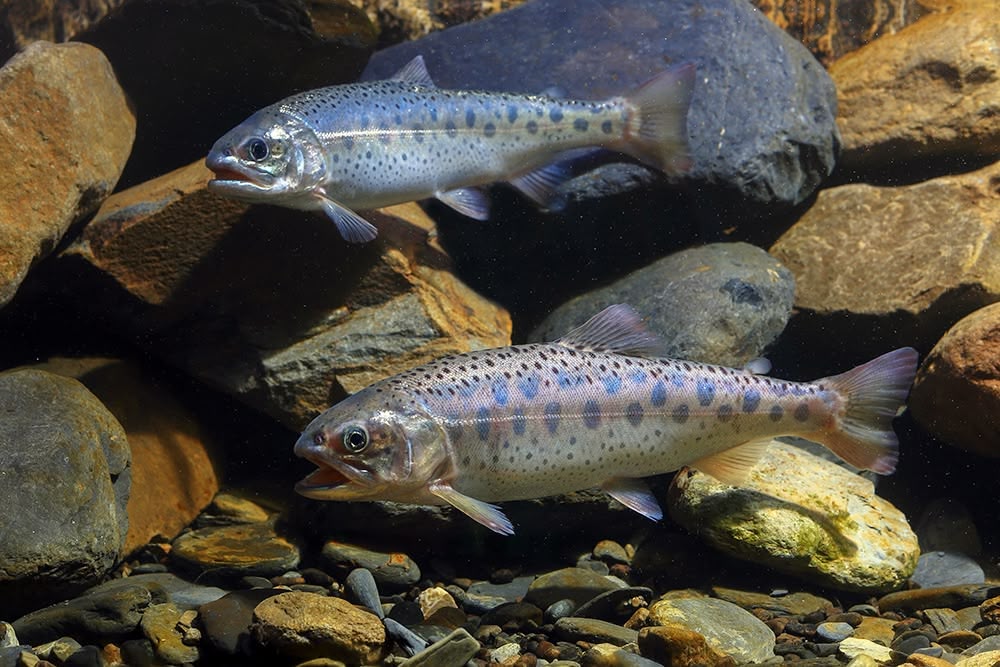 Formosan Landlocked Salmon