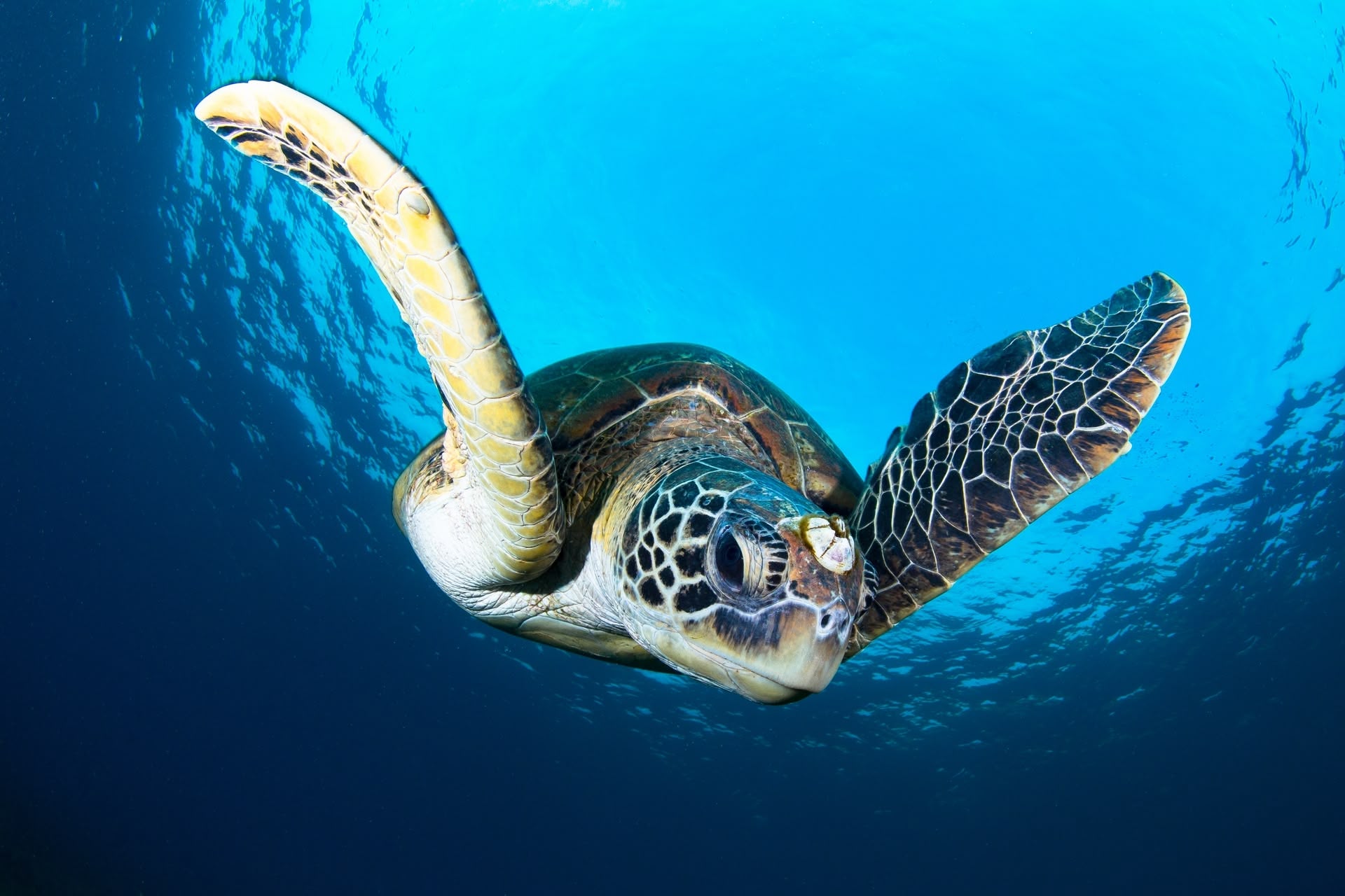 Sea Turtle