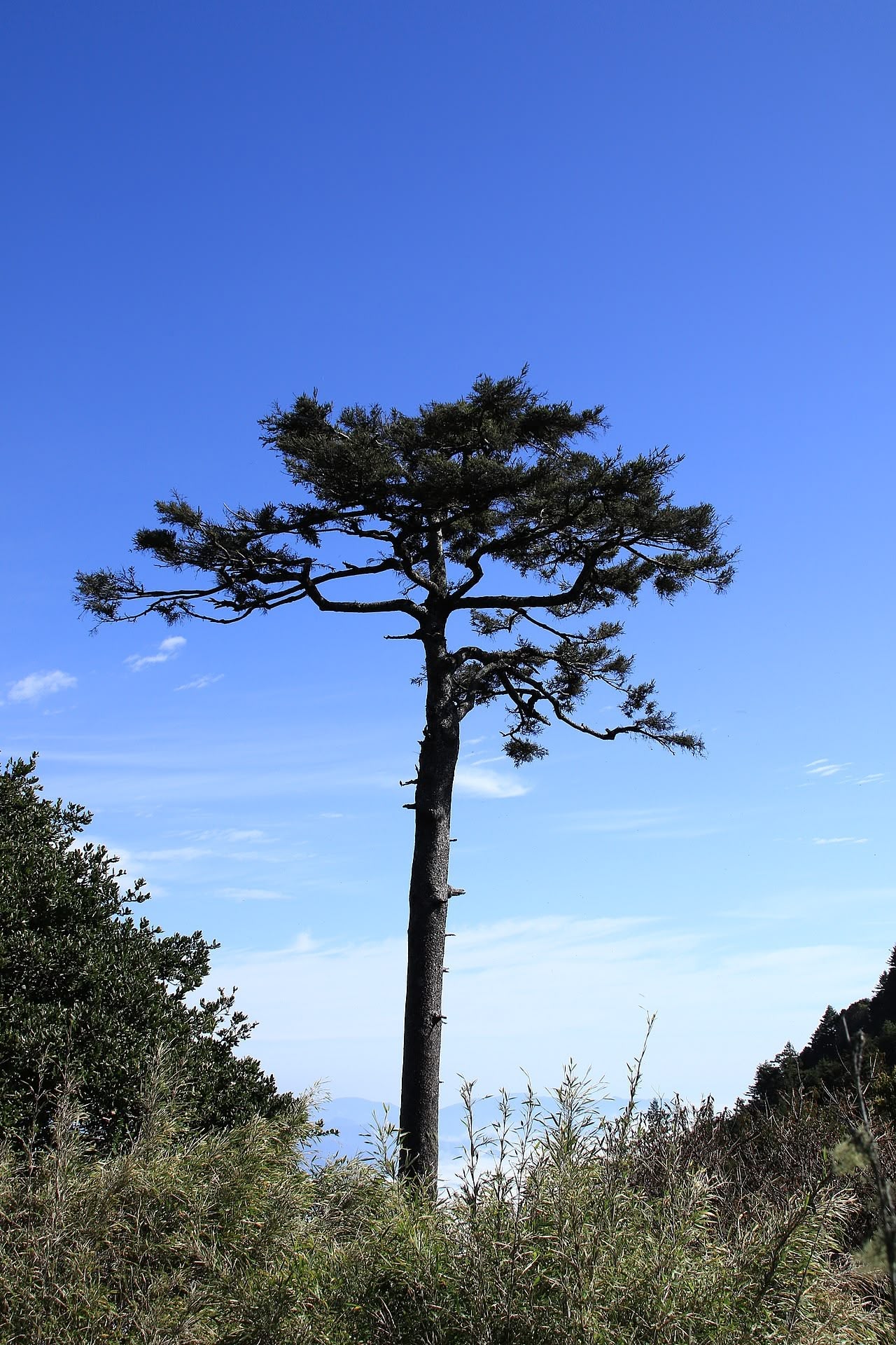 Taiwan Hemlock